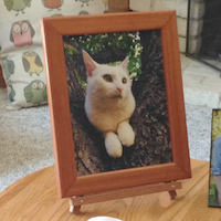 Yuki in a frame.